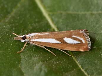 Catoptria speculalis Hb. adulte - Philippe Mothiron