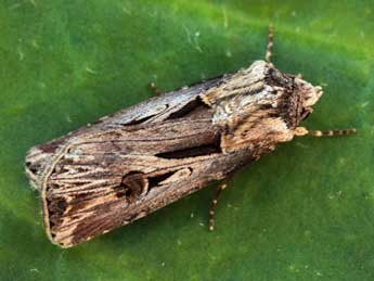 Agrotis spinifera Hb. adulte - ©Daniel Morel