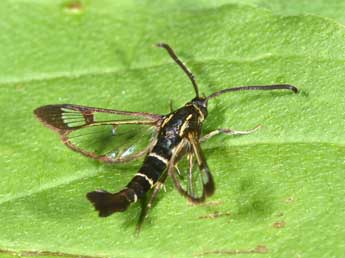 Synanthedon spuleri Fuchs adulte - ©Philippe Mothiron