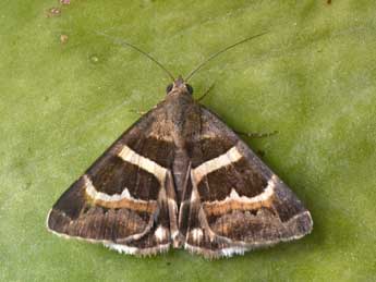 Grammodes stolida F. adulte - Philippe Mothiron