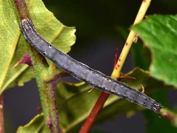  Chenille de Grammodes stolida F. - Paolo Mazzei