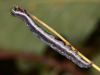  Chenille de Grammodes stolida F. - ©Paolo Mazzei