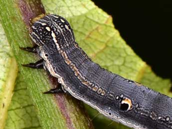  Chenille de Grammodes stolida F. - ©Paolo Mazzei