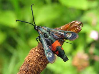 Synanthedon stomoxiformis Hb. adulte - Ruben Meert