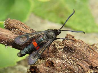 Synanthedon stomoxiformis Hb. adulte - ©Ruben Meert