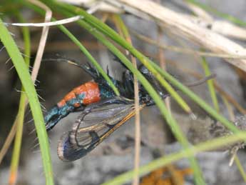 Synanthedon stomoxiformis Hb. adulte - Philippe Mothiron