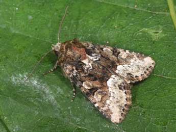 Oligia strigilis L. adulte - Philippe Mothiron