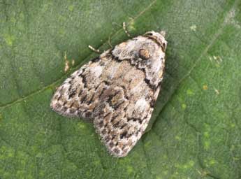 Meganola strigula D. & S. adulte - Philippe Mothiron