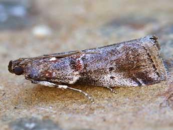 Acrobasis suavella Zck. adulte - ©Lionel Taurand