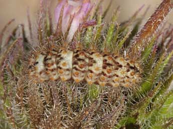  Chenille de Nola subchlamydula Stgr - ©Wolfgang Wagner, www.pyrgus.de