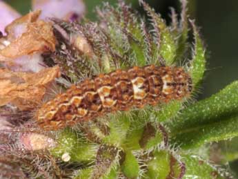  Chenille de Nola subchlamydula Stgr - ©Wolfgang Wagner, www.pyrgus.de