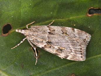 Scoparia subfusca Hw. adulte - Philippe Mothiron