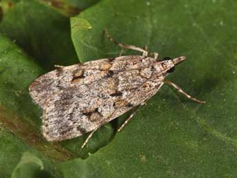 Scoparia subfusca Hw. adulte - Philippe Mothiron