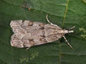 Scoparia subfusca Hw. adulte - Philippe Mothiron