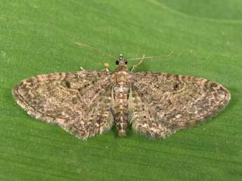 Eupithecia subfuscata Hw. adulte - Philippe Mothiron