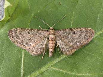 Eupithecia subfuscata Hw. adulte - Philippe Mothiron