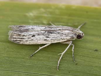 Amphithrix sublineatella Stgr adulte - Lionel Taurand