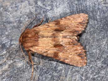 Apamea sublustris Esp. adulte - ©Philippe Mothiron