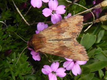 Apamea sublustris Esp. adulte - Philippe Mothiron