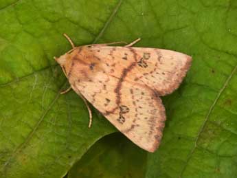 Tiliacea sulphurago D. & S. adulte - Philippe Mothiron