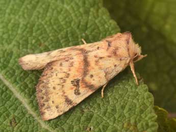 Tiliacea sulphurago D. & S. adulte - Philippe Mothiron