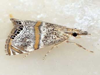 Euchromius superbellus Z. adulte - Friedmar Graf