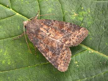 Parastichtis suspecta Hb. adulte - ©Philippe Mothiron