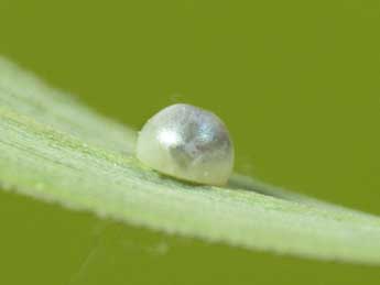  Oeuf de Ochlodes sylvanus Esp. - ©Thomas Huet