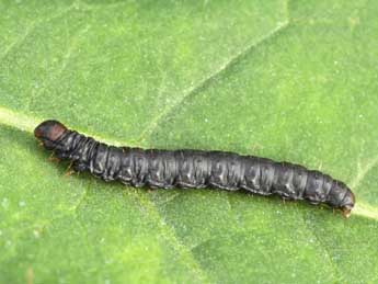  Chenille de Stemmatophora syriacalis Rag. - ©Lionel Taurand