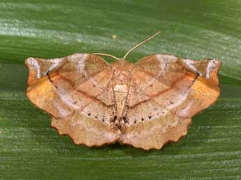 Apeira syringaria L. adulte - Philippe Mothiron