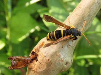 Paranthrene tabaniformis Rott. adulte - Ruben Meert