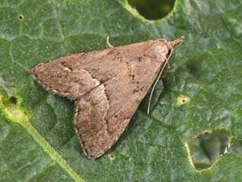 Schrankia taenialis Hb. adulte - Philippe Mothiron