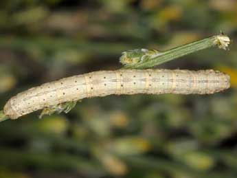  Chenille de Selidosema taeniolaria Hb. - ©Wolfgang Wagner, www.pyrgus.de