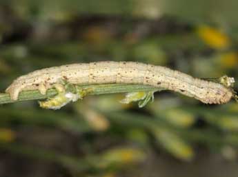  Chenille de Selidosema taeniolaria Hb. - Wolfgang Wagner, www.pyrgus.de