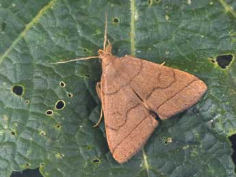 Herminia tarsipennalis Tr. adulte - ©Philippe Mothiron