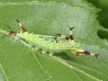  Chenille de Aglia tau L. - ©Philippe Mothiron