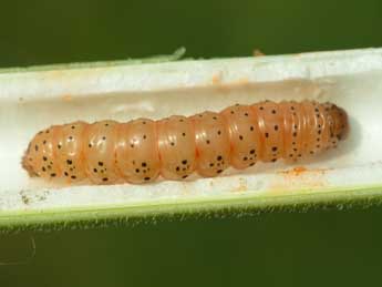  Chenille de Dasypolia templi Thnbg - Jeroen Voogd