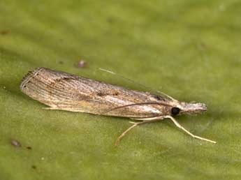 Agriphila tersella Led. adulte - ©Philippe Mothiron