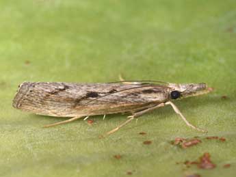 Agriphila tersella Led. adulte - ©Philippe Mothiron