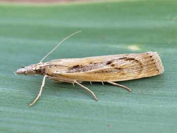 Agriphila tersella Led. adulte - ©Lionel Taurand