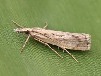 Agriphila tersella Led. adulte - ©Lionel Taurand