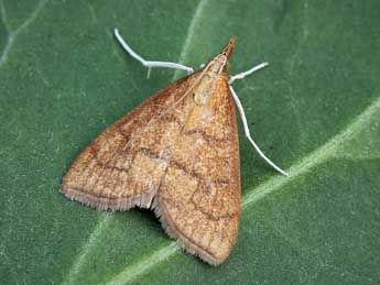 Anania testacealis Z. adulte - ©Lionel Taurand