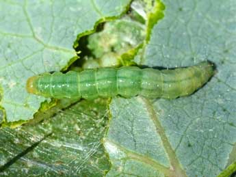  Chenille de Hodebertia testalis F. - Stphane Grenier