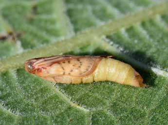  Chrysalide de Hodebertia testalis F. - Stphane Grenier