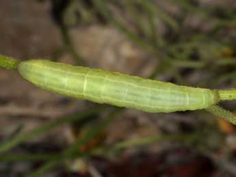  Chenille de Amphipyra tetra F. - Wolfgang Wagner, www.pyrgus.de