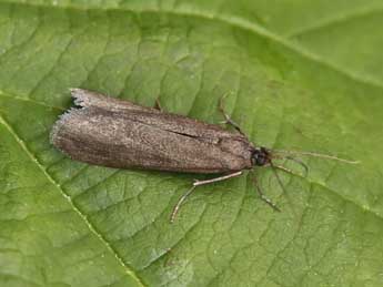 Episcythrastis tetricella D. & S. adulte - ©Lionel Taurand