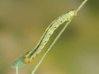  Chenille de Eupithecia thalictrata Png. - Heiner Ziegler