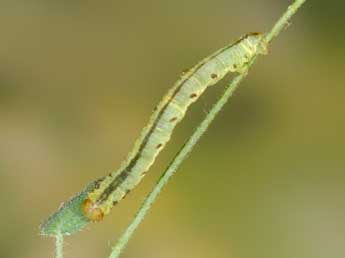  Chenille de Eupithecia thalictrata Png. - ©Heiner Ziegler