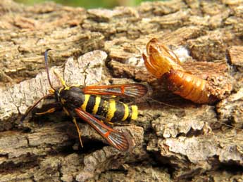 Synanthedon theryi Le Cerf adulte - Ruben Meert