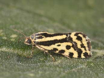 Emmelia trabealis Scop. adulte - Philippe Mothiron